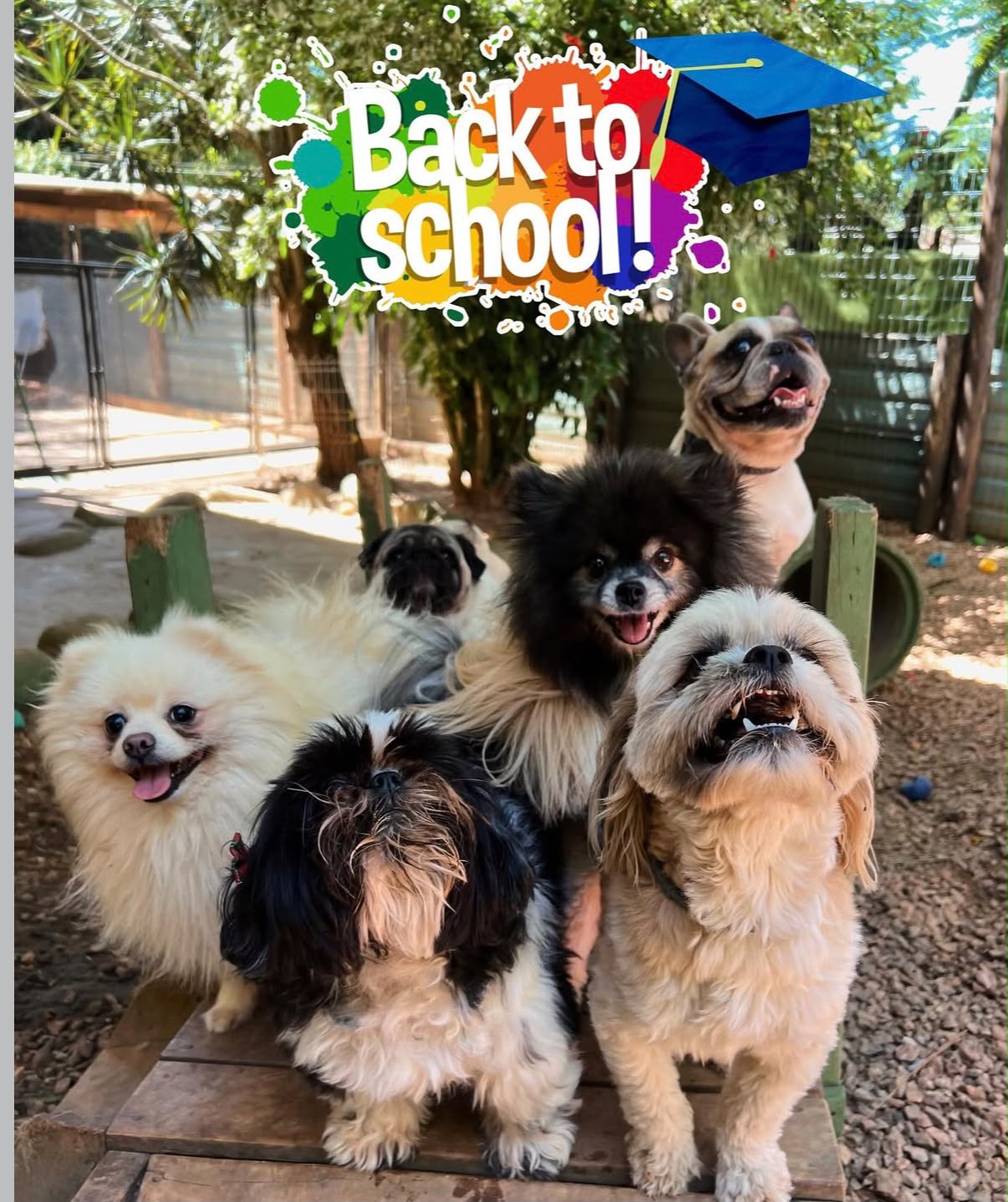 Cães de pequeno porte juntos na Pet School