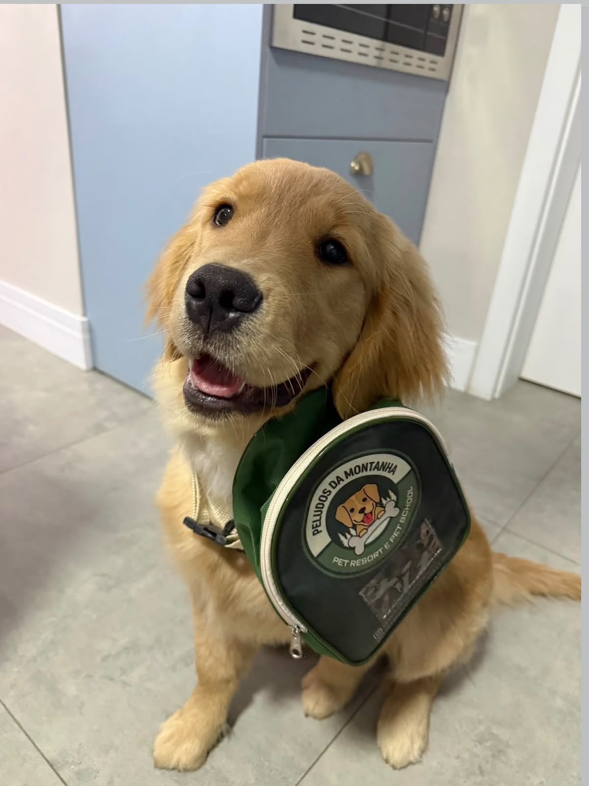 Foto do cão Thor